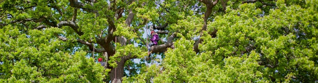 Tree climbing prices on the Isle of Wight | Goodleaf adventuresGoodleaf ...