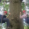two children tree climbing