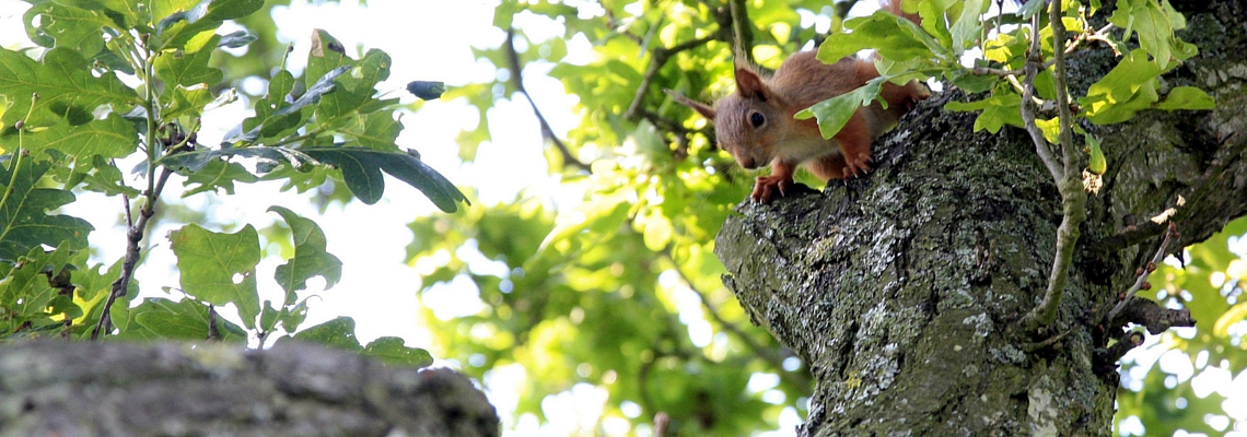 appley park orienteering page, red squirrel in an oak tree