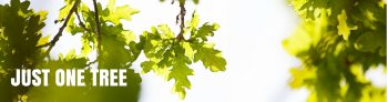 oak leaves and light Just one tree