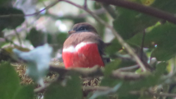 Trogan bird in Costa Rica