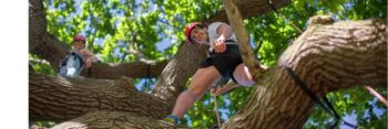 A man in a white t shirt, black shorts and a red helmet stands on a high tree branch