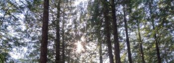 tree tops and light coming through